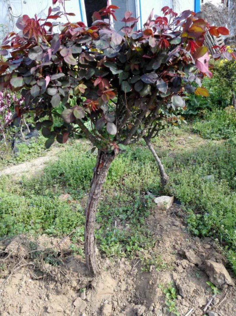 树状月季苗40~50cm