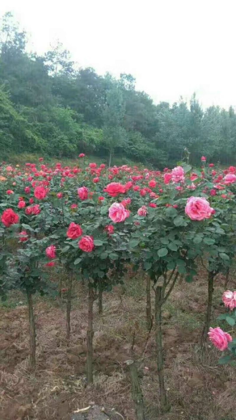 树状月季苗40~50cm