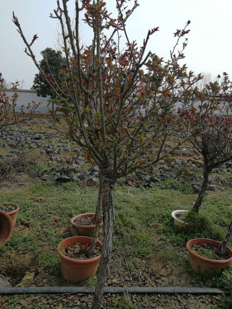 树状月季苗40~50cm
