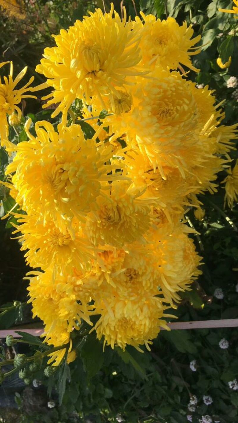 金丝皇菊茶