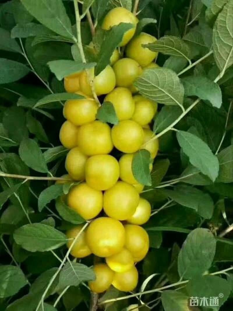 钙果苗30~50cm1年