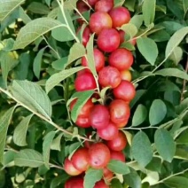 钙果苗30~50cm1年