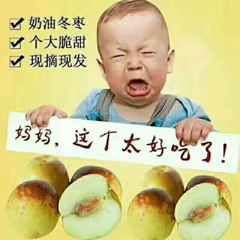 冬枣大荔冬栆陕西冬栆批发价格品质保证优质服务诚信经营