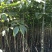香玲核桃苗1~2年100~150cm