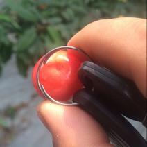 早红宝石樱桃5~10mm