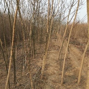 国槐8~10cm4~6cm1~2米
