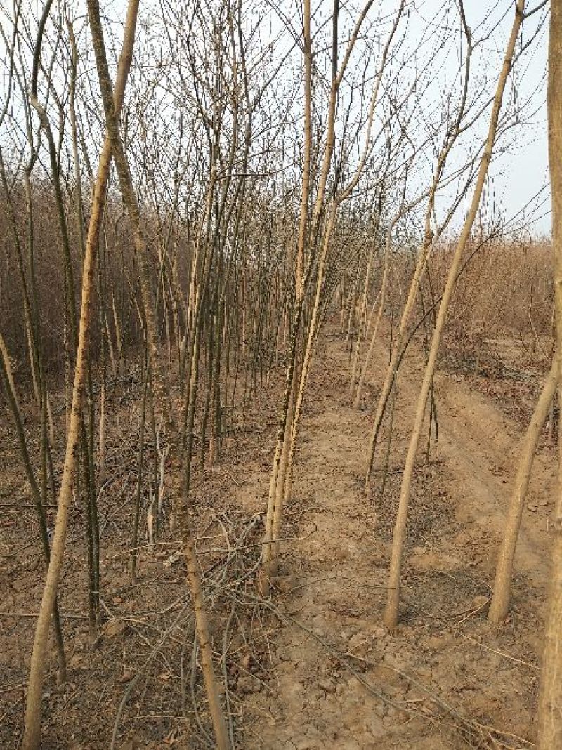 国槐8~10cm4~6cm1~2米