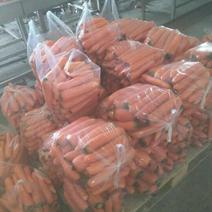三红胡萝卜开始预定批量上市中