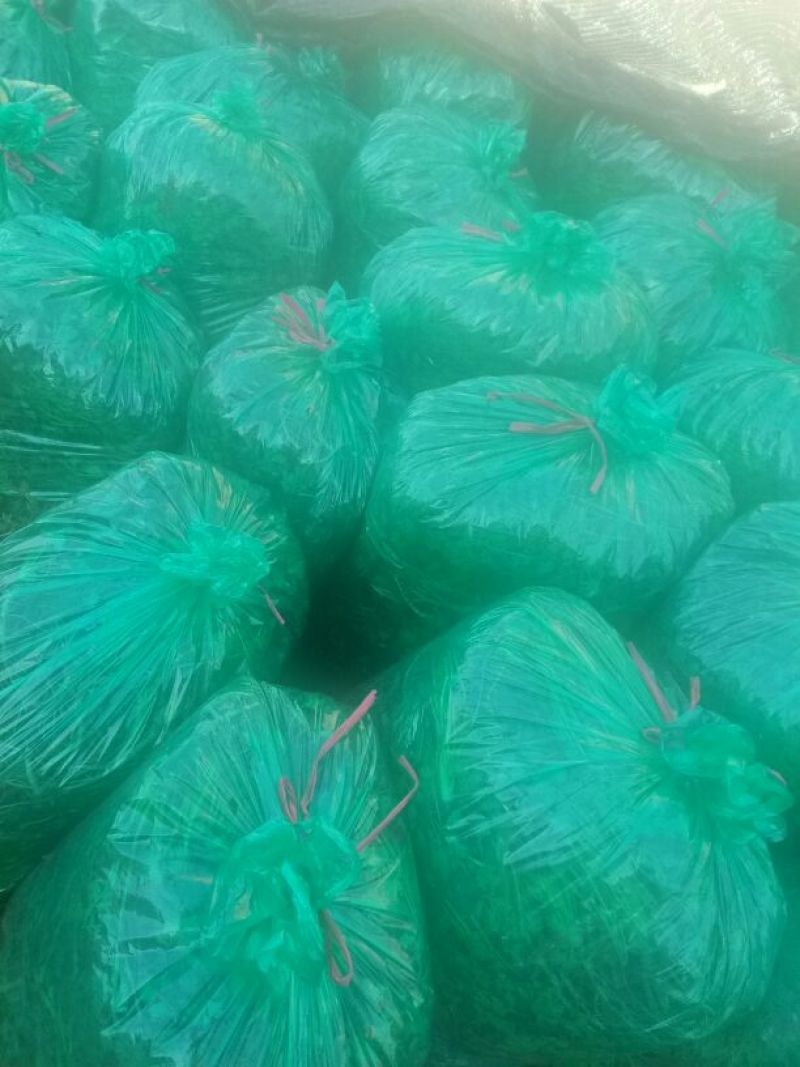 中叶铁杆青香菜40—70厘米，量很大