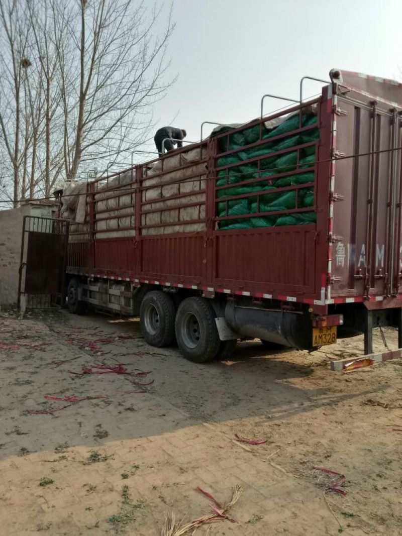 中叶铁杆青香菜40—70厘米，量很大