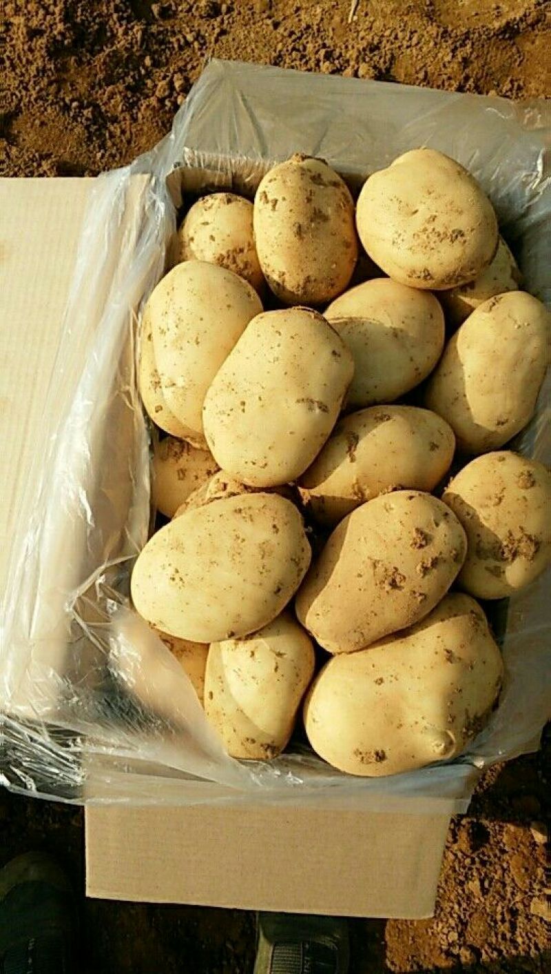 土豆3两以上精品，丽薯6号