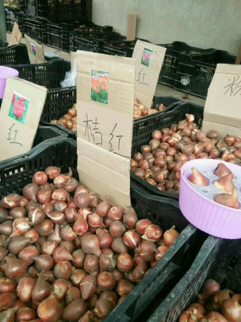 郁金香10cm以下