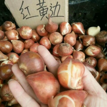 郁金香10cm以下