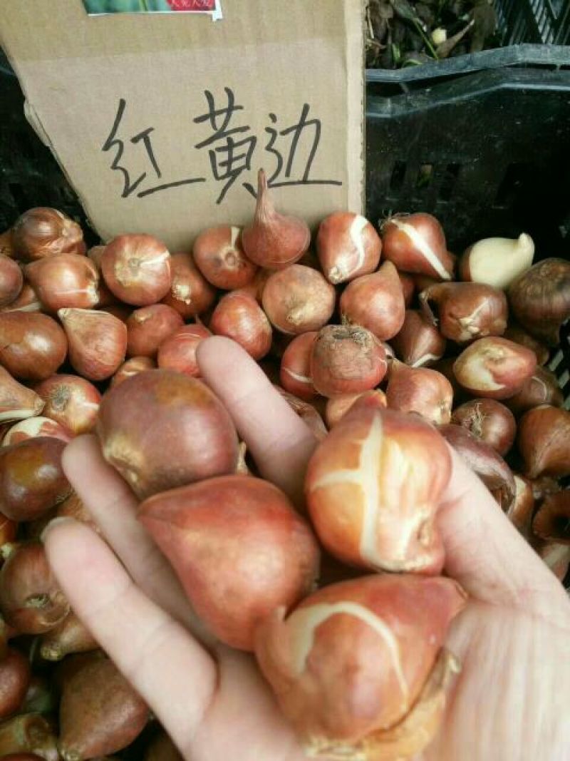 郁金香10cm以下