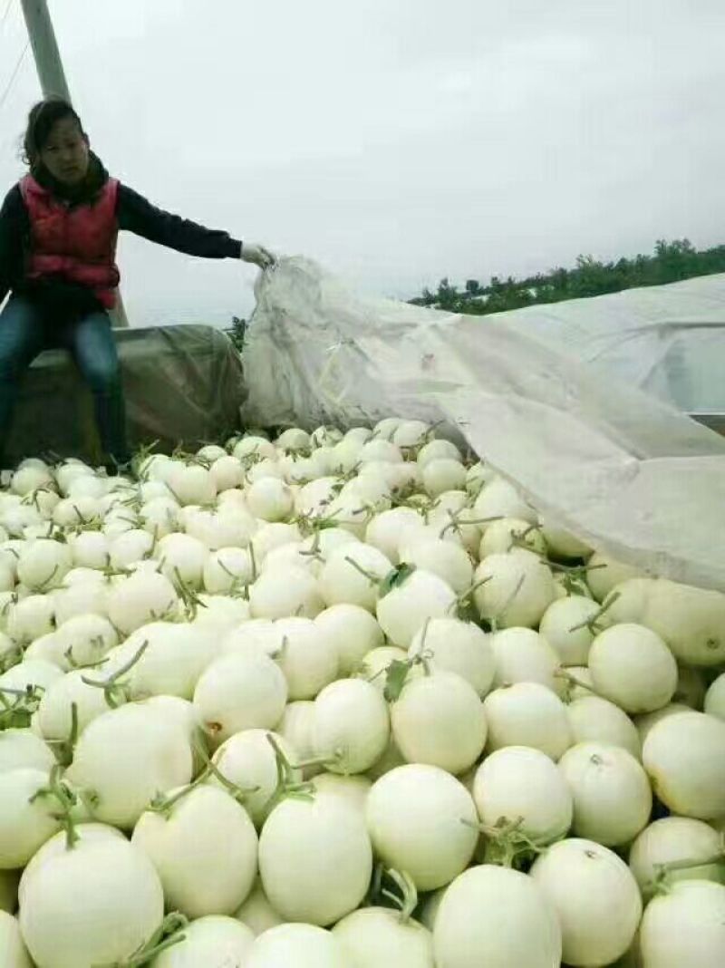 白皮白肉，小籽，108大量有货，产地直发。