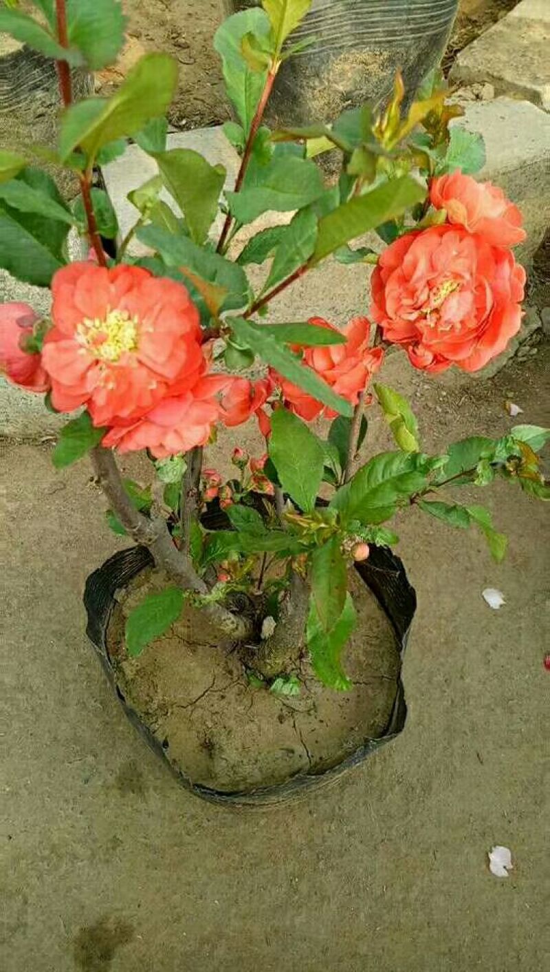 玫瑰海棠