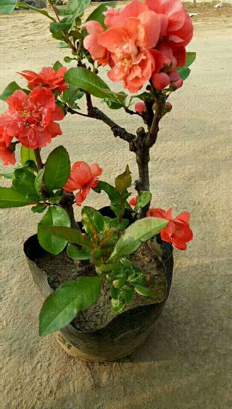 玫瑰海棠