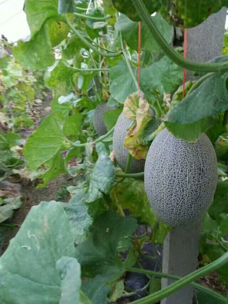 山东哈密瓜西州蜜瓜晓蜜25号货源充足质量保证欢迎联系