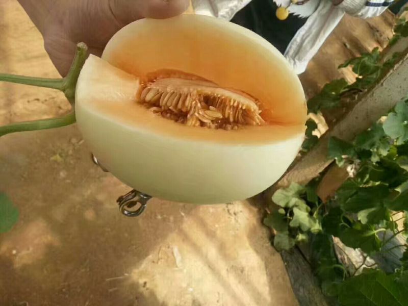 山东甜瓜优质甜红玉新鲜水果头茬瓜当季现摘产地直发