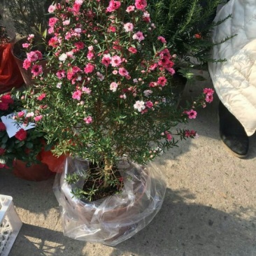 松红梅