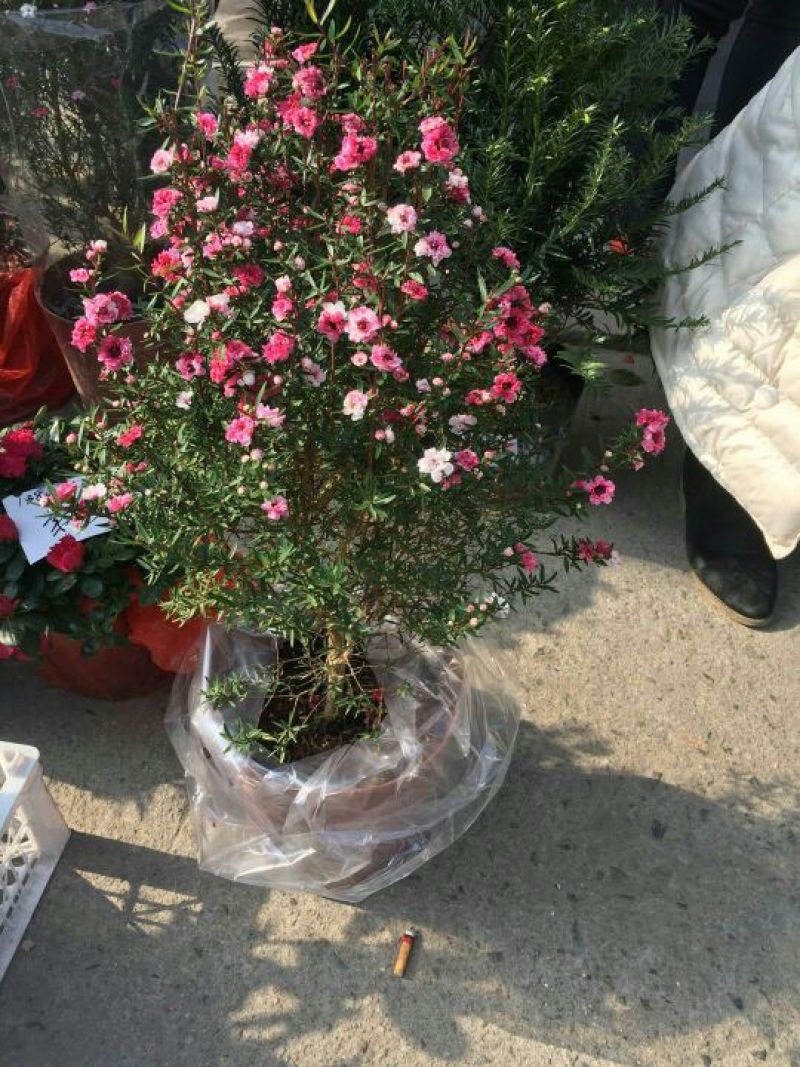 松红梅