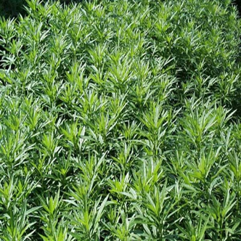 芦篙是芦蒿种苗不是成品芦蒿菜