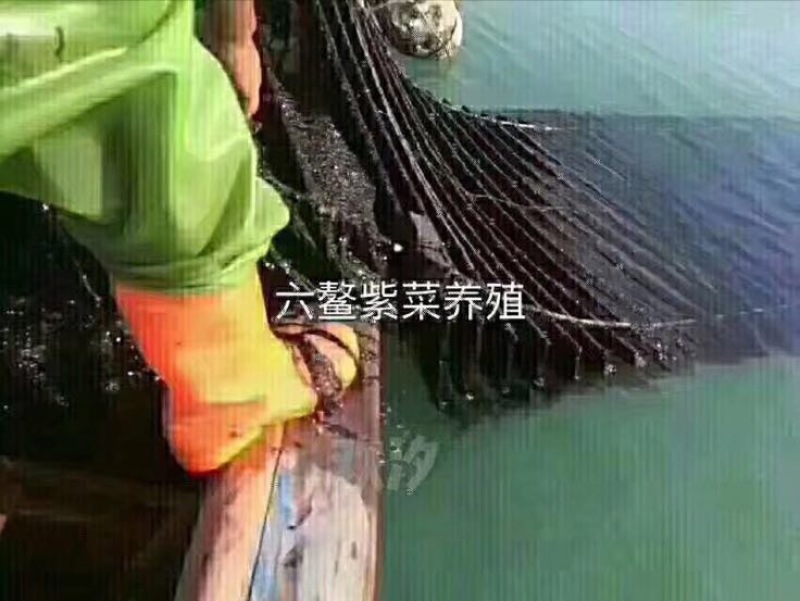 紫菜野生头水