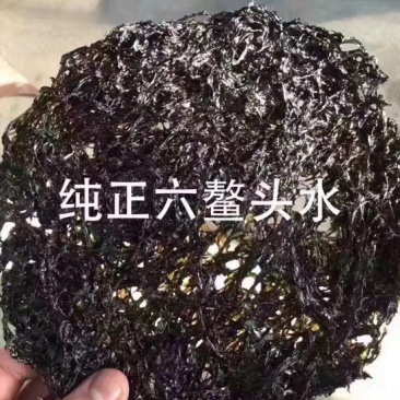 紫菜野生头水