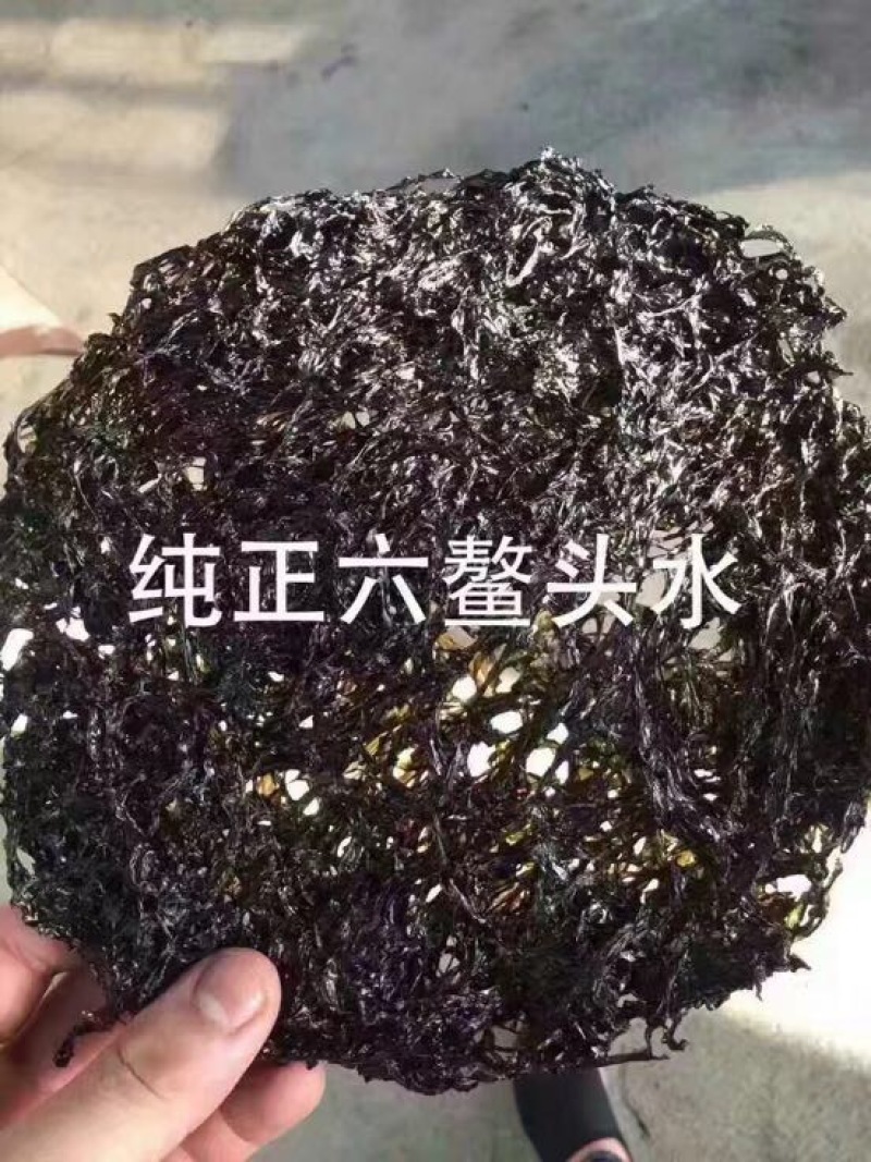 紫菜野生头水