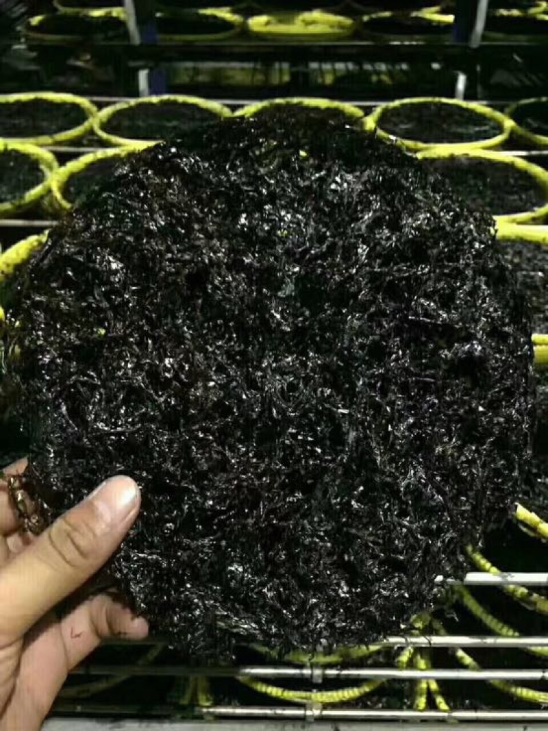 紫菜野生头水