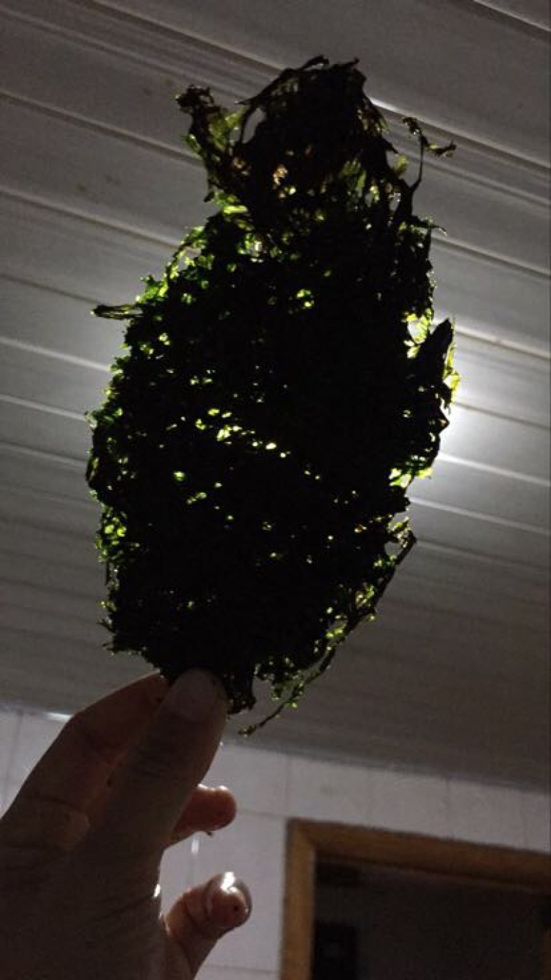 紫菜野生三水