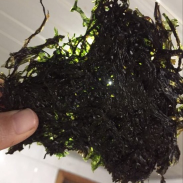 紫菜野生三水