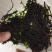 紫菜野生三水