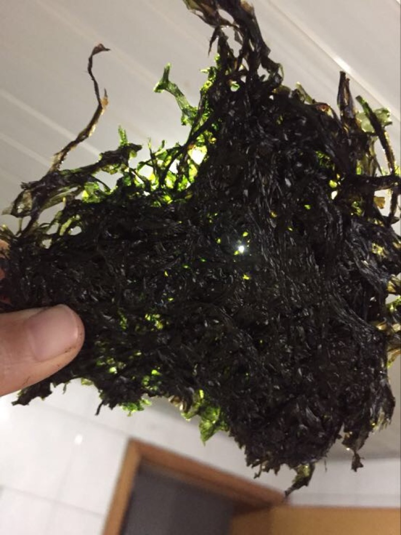 紫菜野生三水