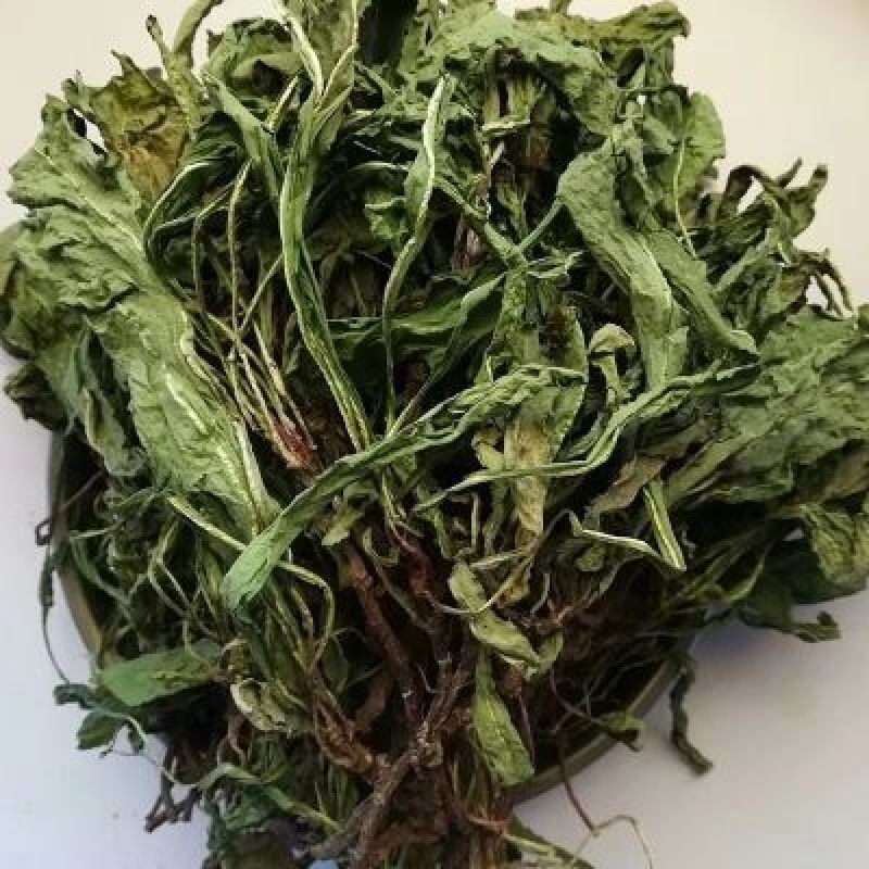 蒲公英6~10cm湖北襄阳地产野生