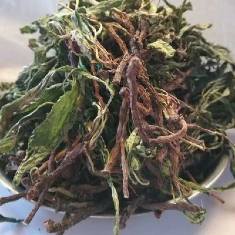 蒲公英6~10cm湖北襄阳地产野生
