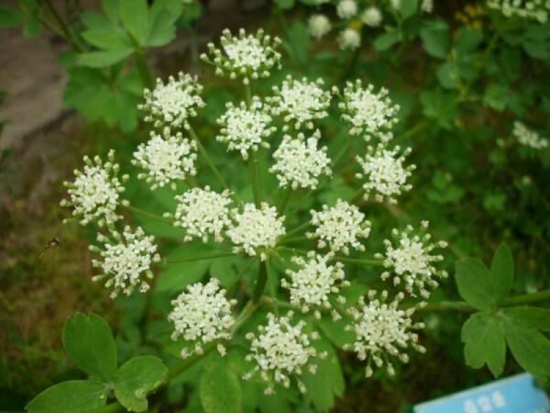 前胡种子百花前胡