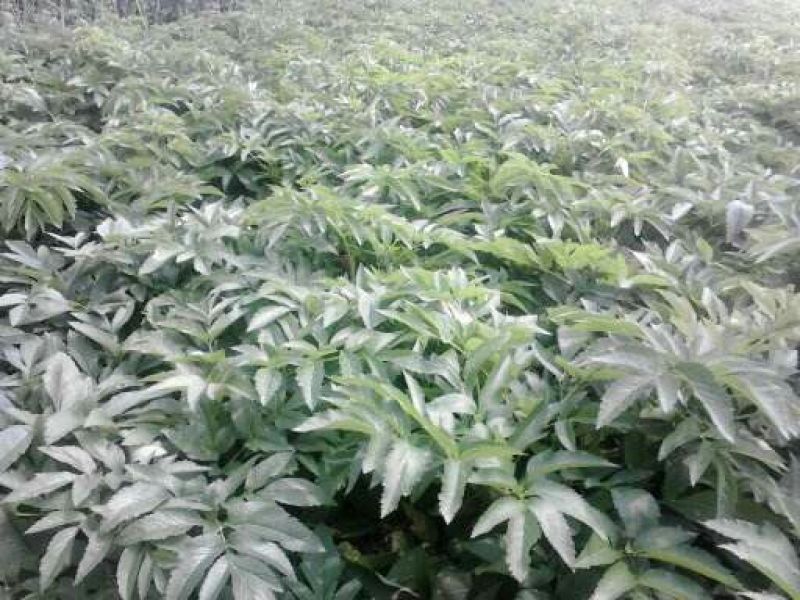 前胡种子百花前胡
