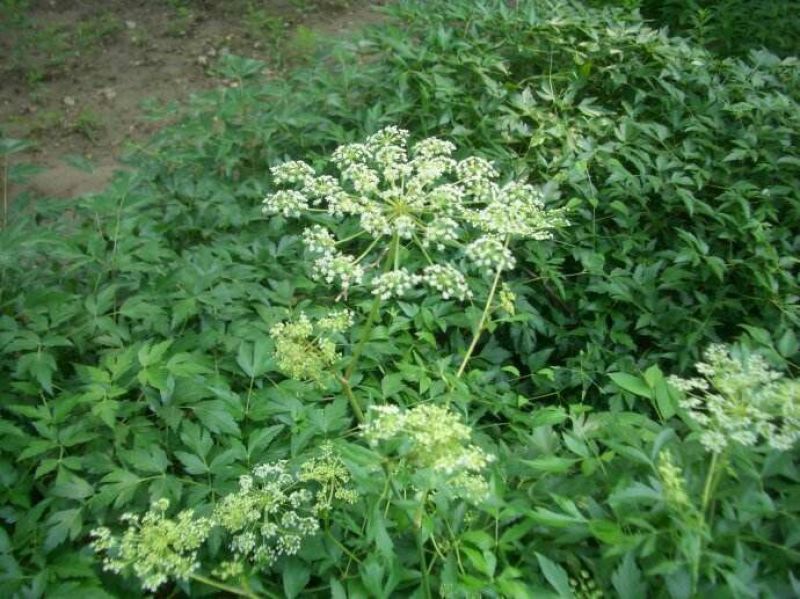 前胡种子百花前胡