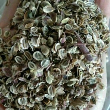 前胡种子百花前胡