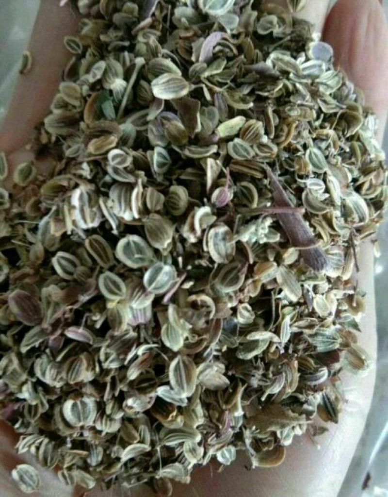 前胡种子百花前胡