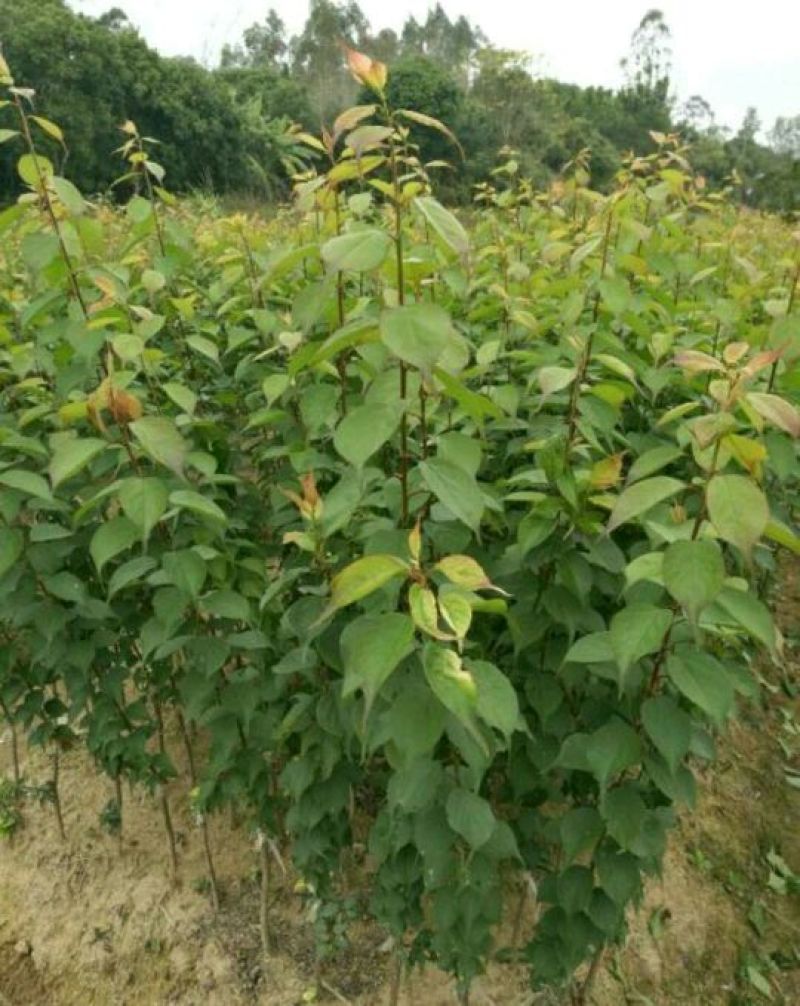 酸梅树苗嫁接苗