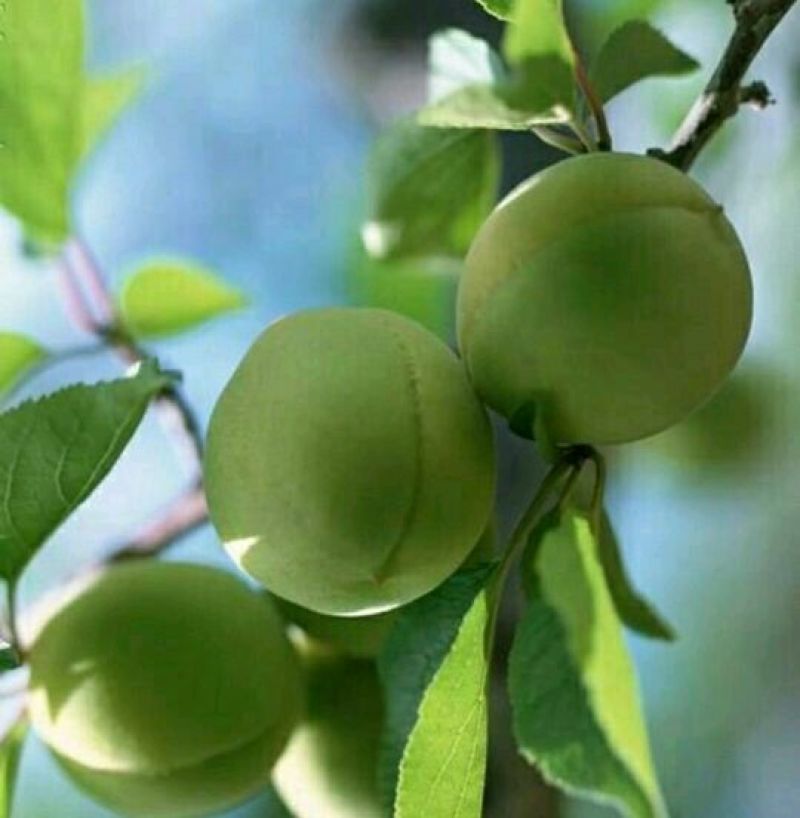 酸梅树苗嫁接苗