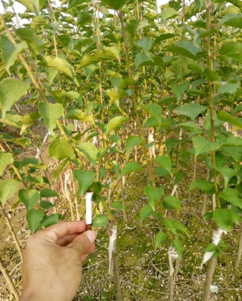 酸梅树苗嫁接苗