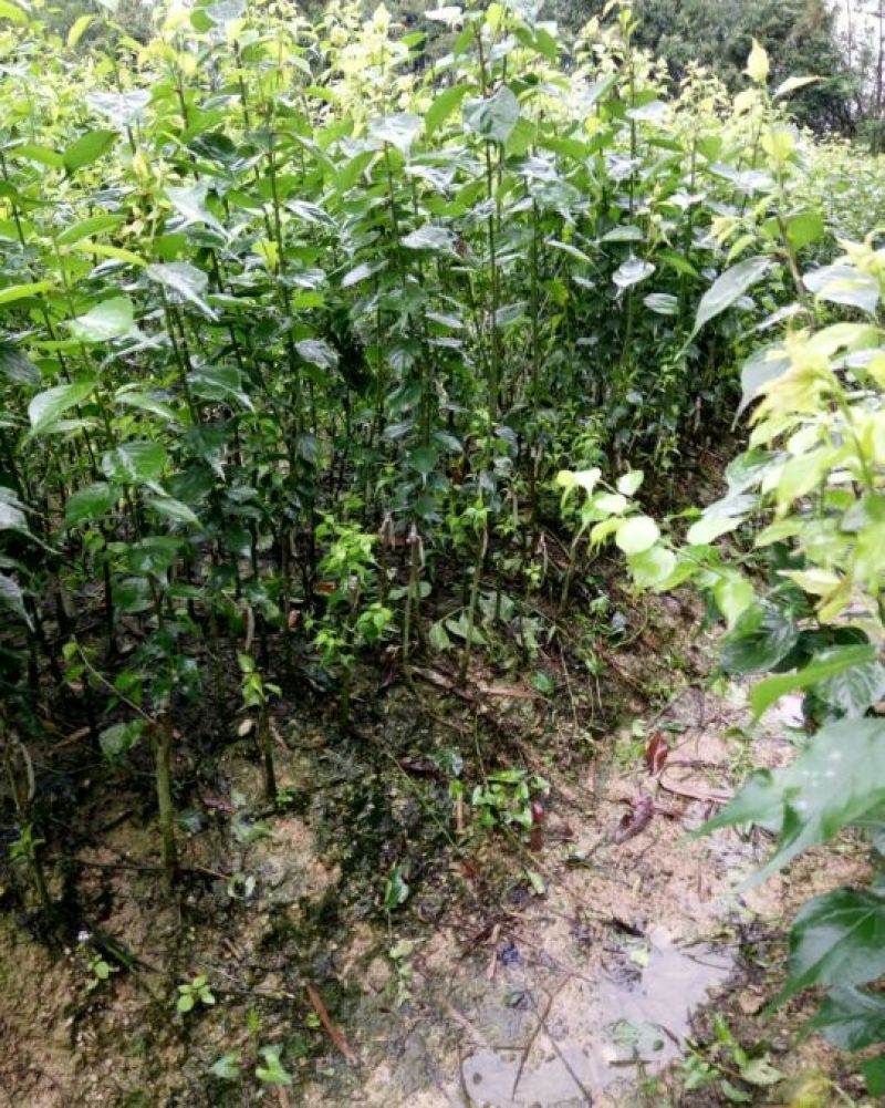 酸梅树苗嫁接苗