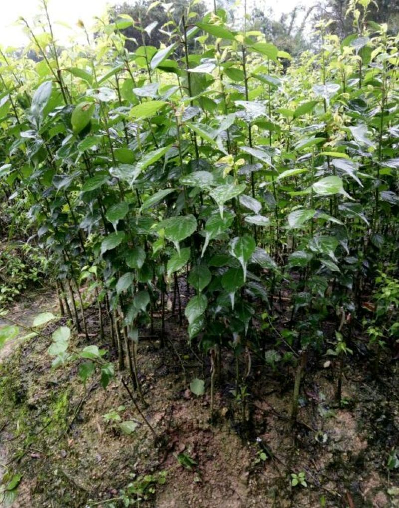 酸梅树苗嫁接苗