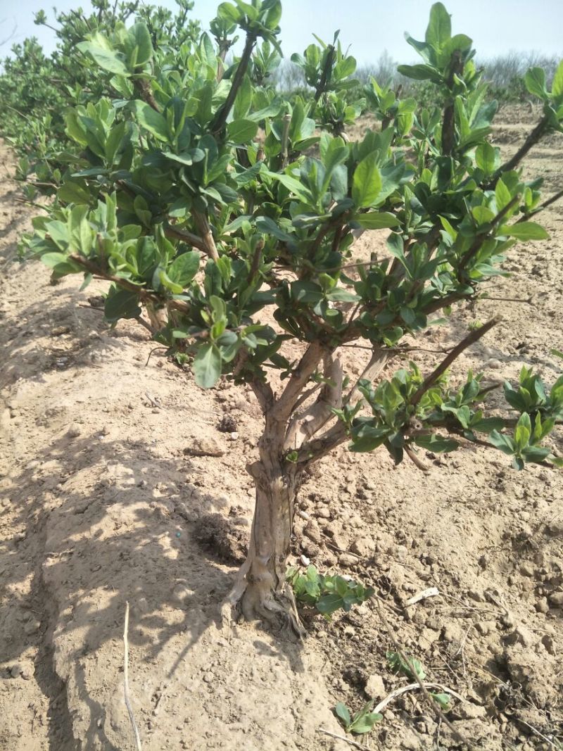 金银花1米以下