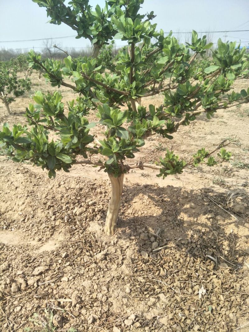 金银花1米以下
