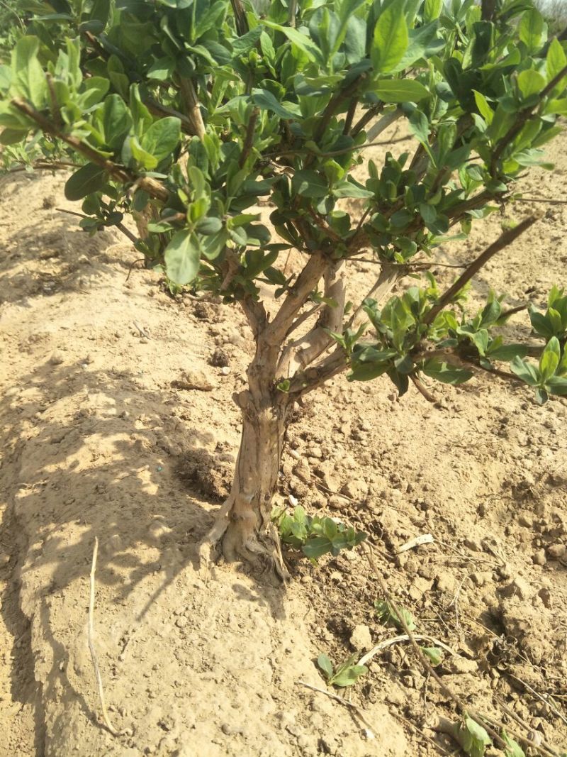 金银花1米以下