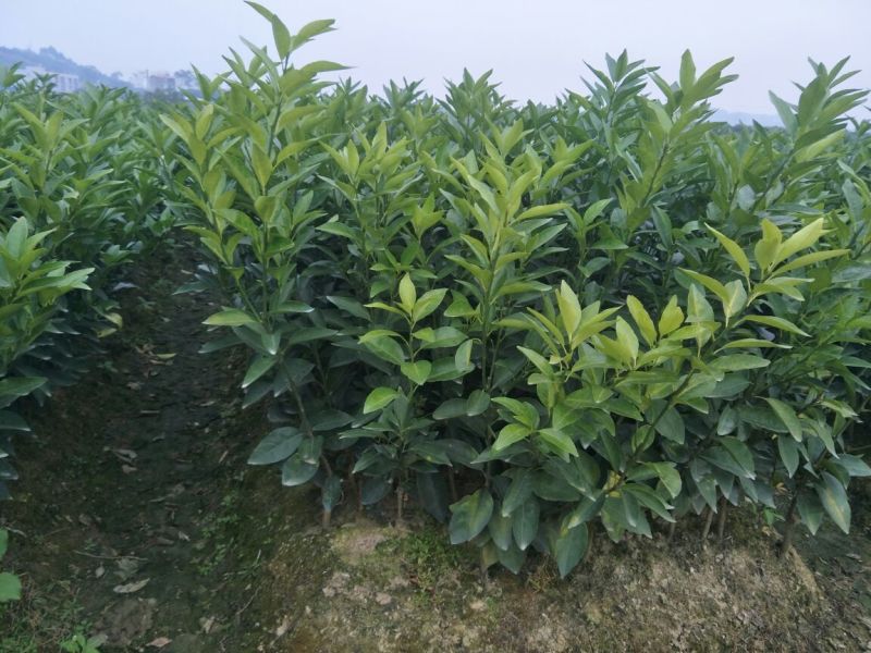 沃柑苗50~80cm